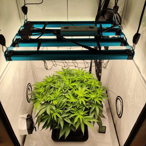 Euforia growlog timeline photo