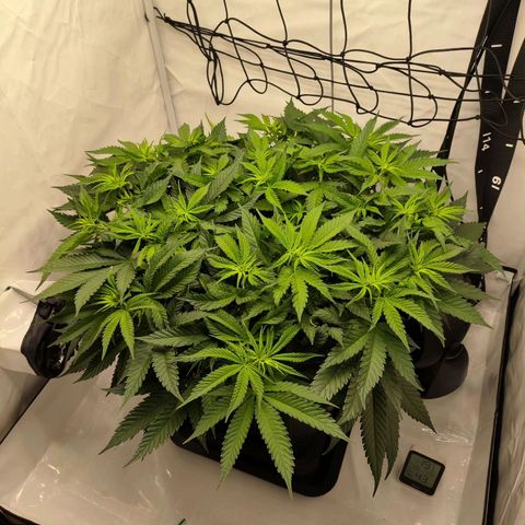 Euforia growlog timeline photo