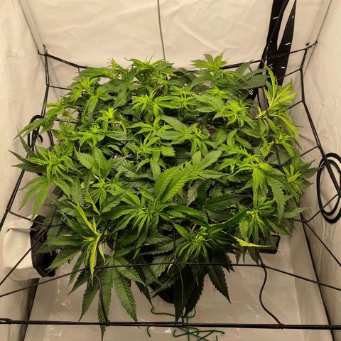 Euforia growlog timeline photo