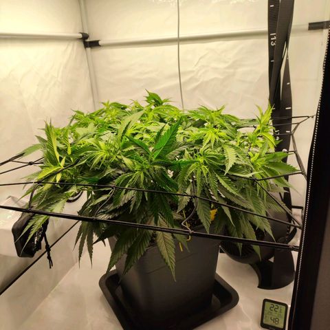 Euforia growlog timeline photo