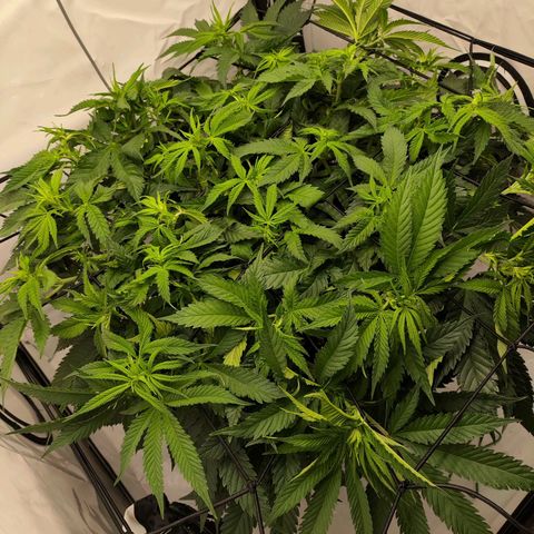 Euforia growlog timeline photo