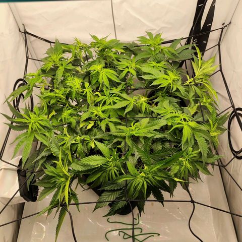 Euforia growlog timeline photo