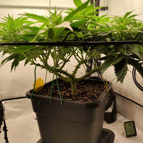 Euforia growlog timeline photo
