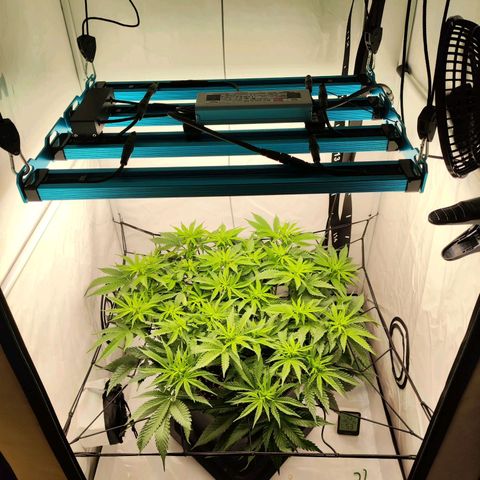 Euforia growlog timeline photo