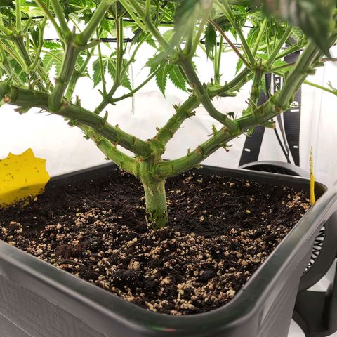 Euforia growlog timeline photo