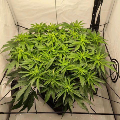 Euforia growlog timeline photo
