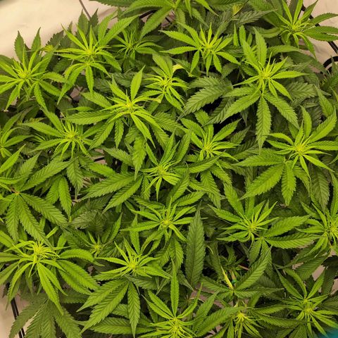 Euforia growlog timeline photo