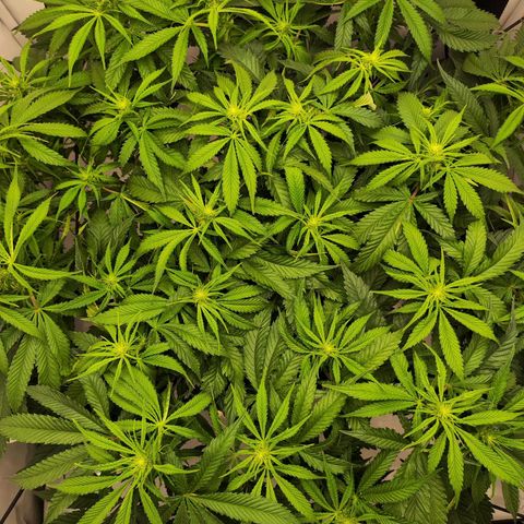 Euforia growlog photo: Lollipopped und bisschen ausgedünnt 