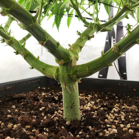 Euforia growlog photo: Lollipopped und bisschen ausgedünnt 