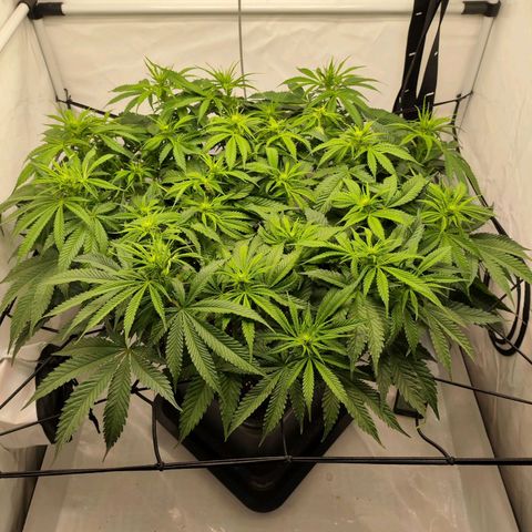 Euforia growlog photo: Lollipopped und bisschen ausgedünnt 
