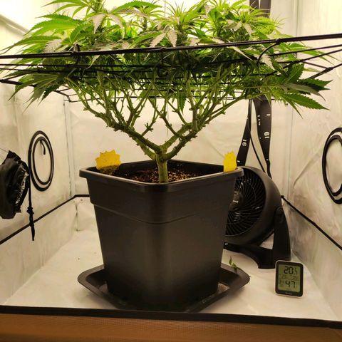 Euforia growlog photo: Lollipopped und bisschen ausgedünnt 