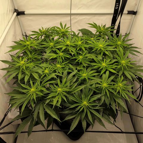 Euforia growlog timeline photo