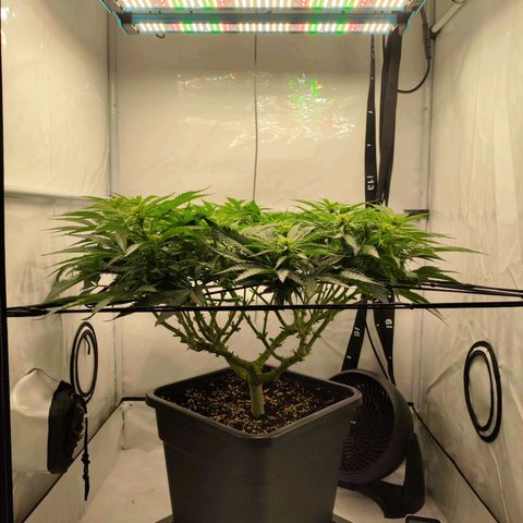 Euforia growlog timeline photo