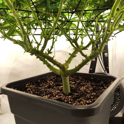 Euforia growlog timeline photo