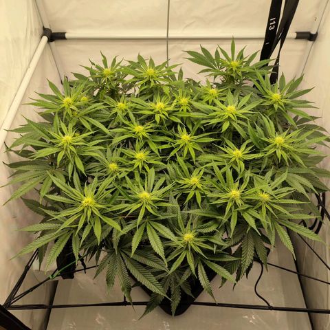 Euforia growlog timeline photo