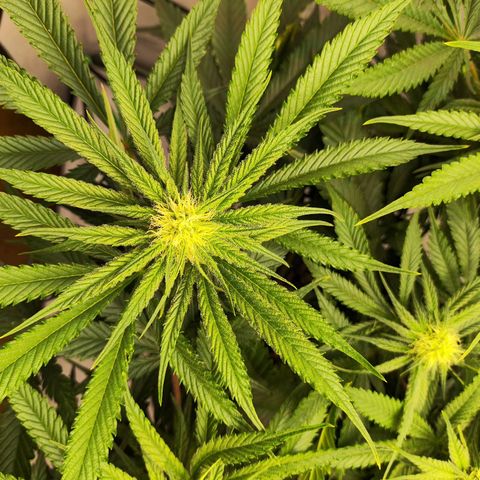 Euforia growlog timeline photo