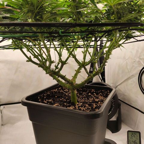Euforia growlog timeline photo