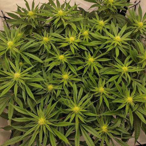 Euforia growlog timeline photo