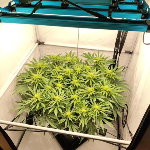 Euforia growlog timeline photo