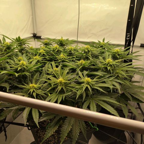 Euforia growlog timeline photo