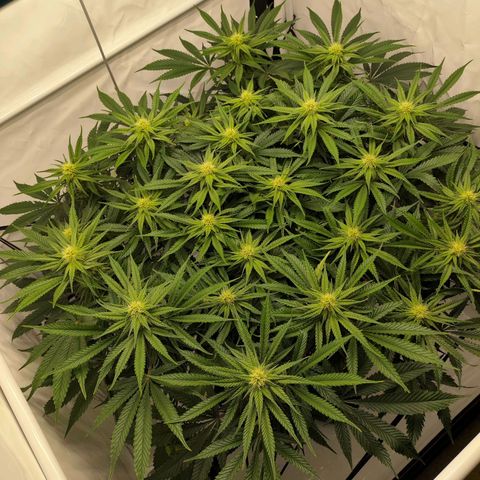 Euforia growlog timeline photo