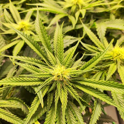 Euforia growlog timeline photo