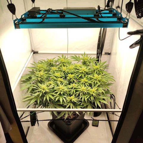 Euforia growlog timeline photo
