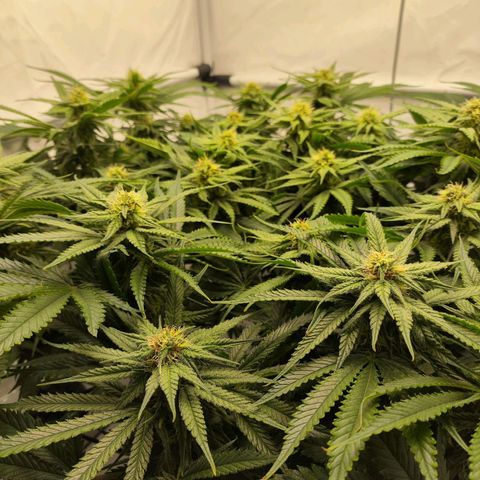 Euforia growlog timeline photo