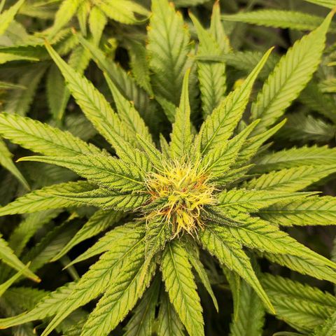Euforia growlog timeline photo