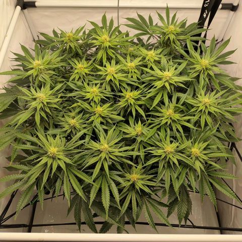 Euforia growlog timeline photo