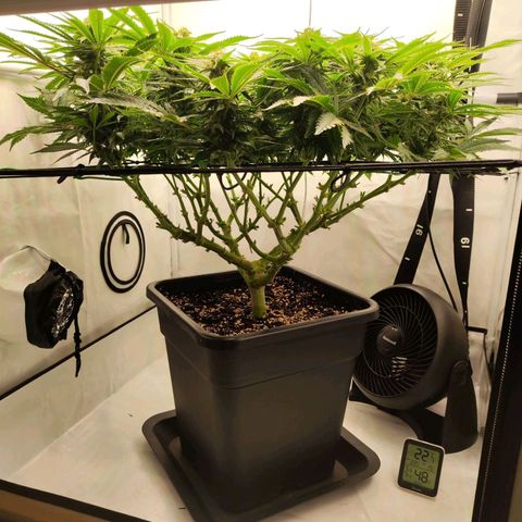 Euforia growlog timeline photo
