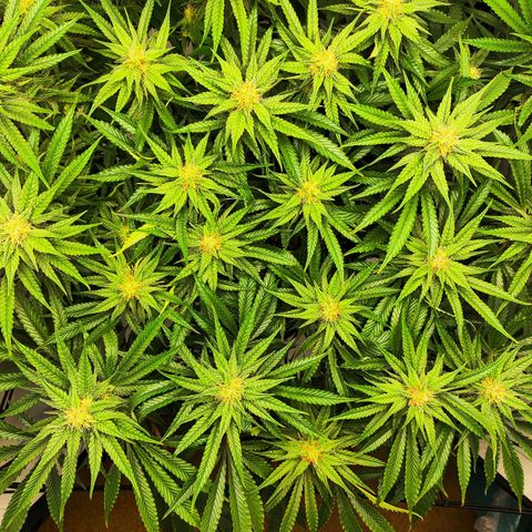 Euforia growlog photo: Kleines Update 