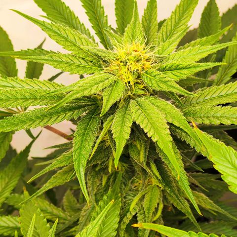Euforia growlog photo: Kleines Update 