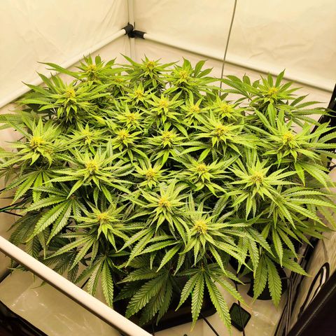 Euforia growlog photo: Kleines Update 
