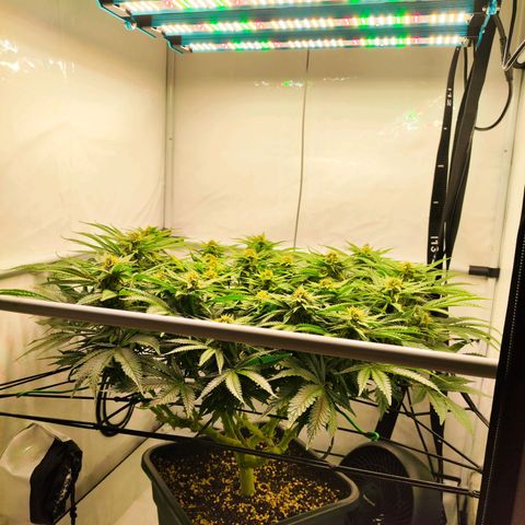 Euforia growlog photo: Kleines Update 