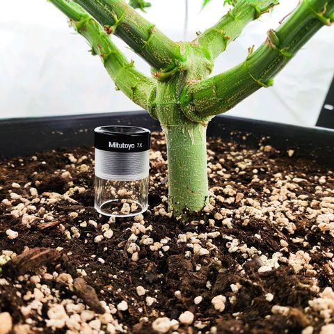 Euforia growlog photo: Kleines Update 