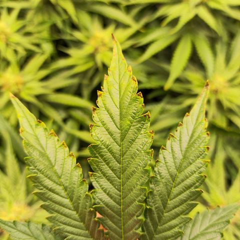 Euforia growlog timeline photo