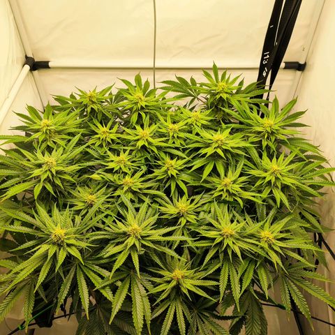 Euforia growlog photo: Kleines Update 