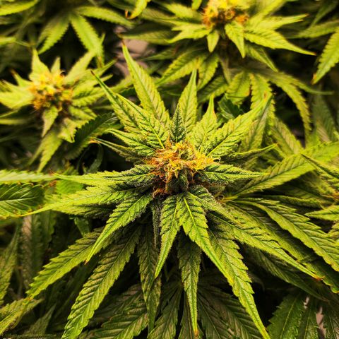 Euforia growlog photo: Letzte mal defoliated 
