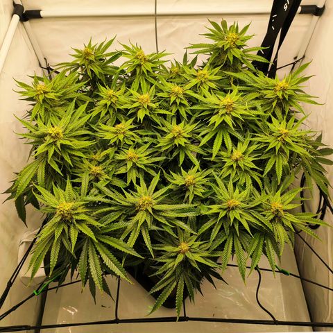 Euforia growlog photo: Letzte mal defoliated 