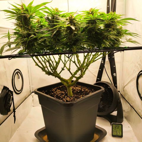 Euforia growlog photo: Letzte mal defoliated 