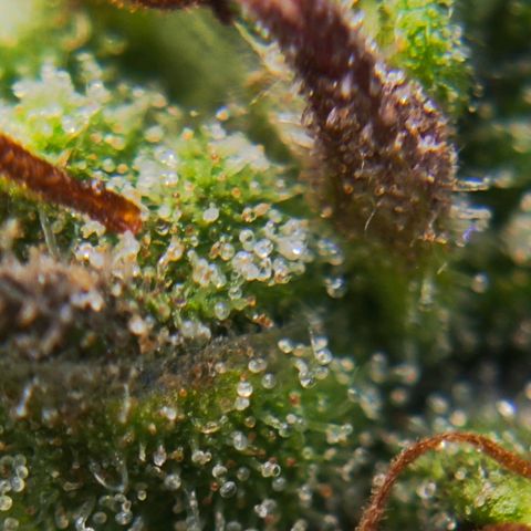 Euforia growlog timeline photo