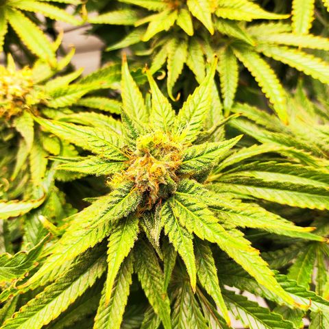 Euforia growlog timeline photo