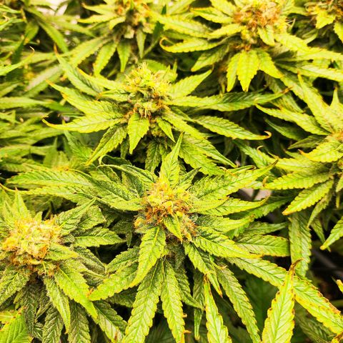 Euforia growlog timeline photo