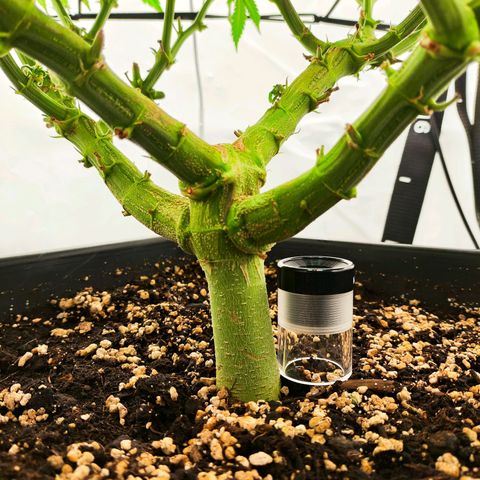 Euforia growlog timeline photo