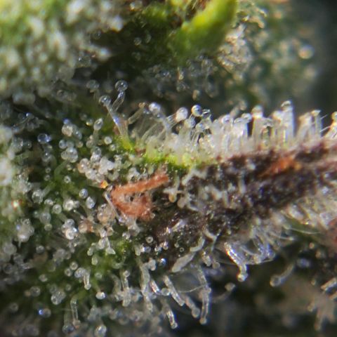Euforia growlog timeline photo
