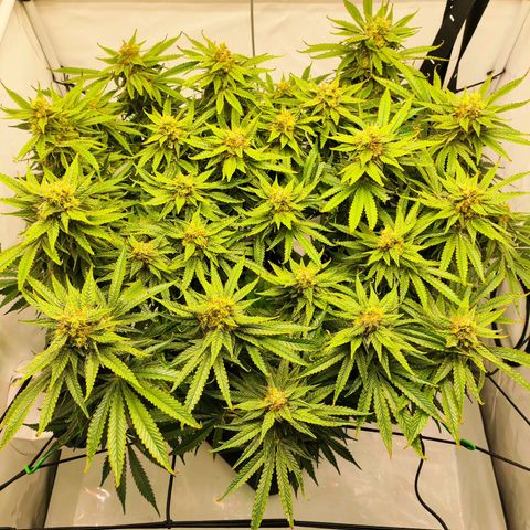 Euforia growlog timeline photo