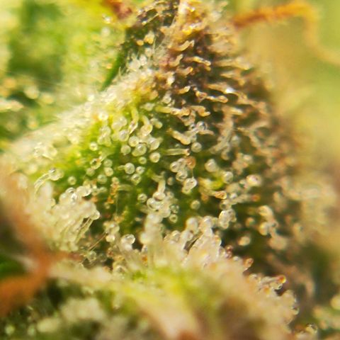 Euforia growlog timeline photo