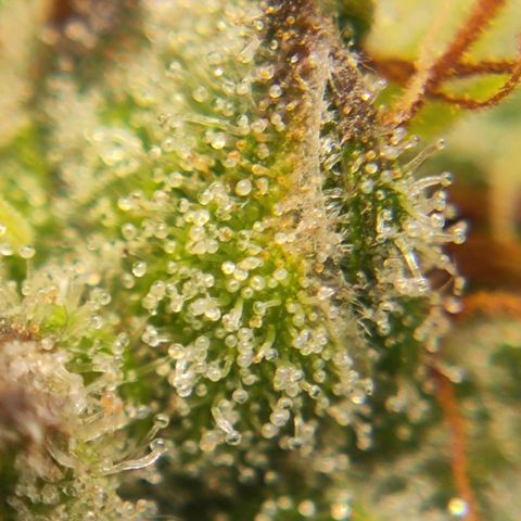 Euforia growlog timeline photo