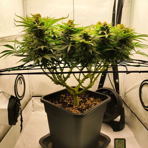Euforia growlog timeline photo